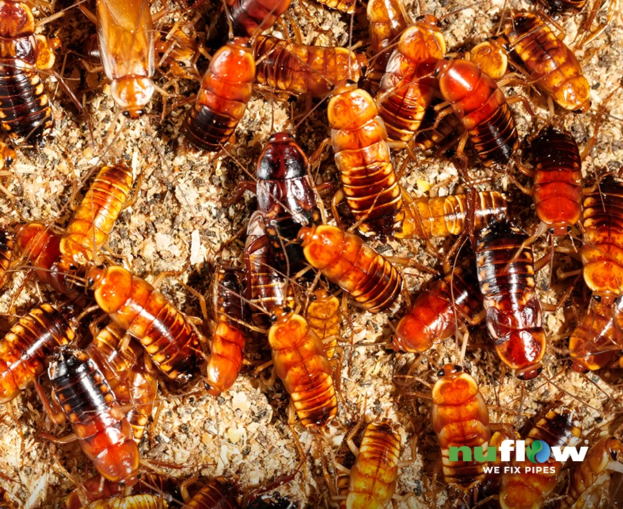 Close-up of many cockroaches